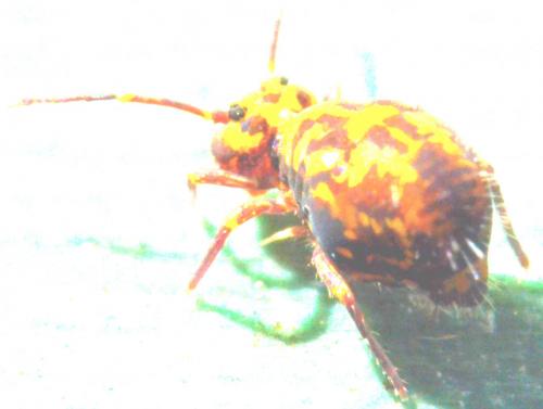 Dicyrtomina ornata